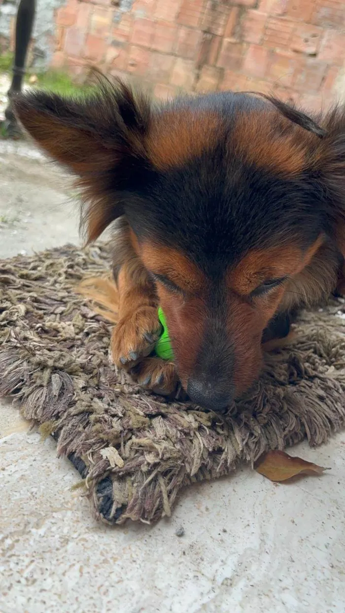 Cachorro ra a SRD-ViraLata idade 1 ano nome Lobinha