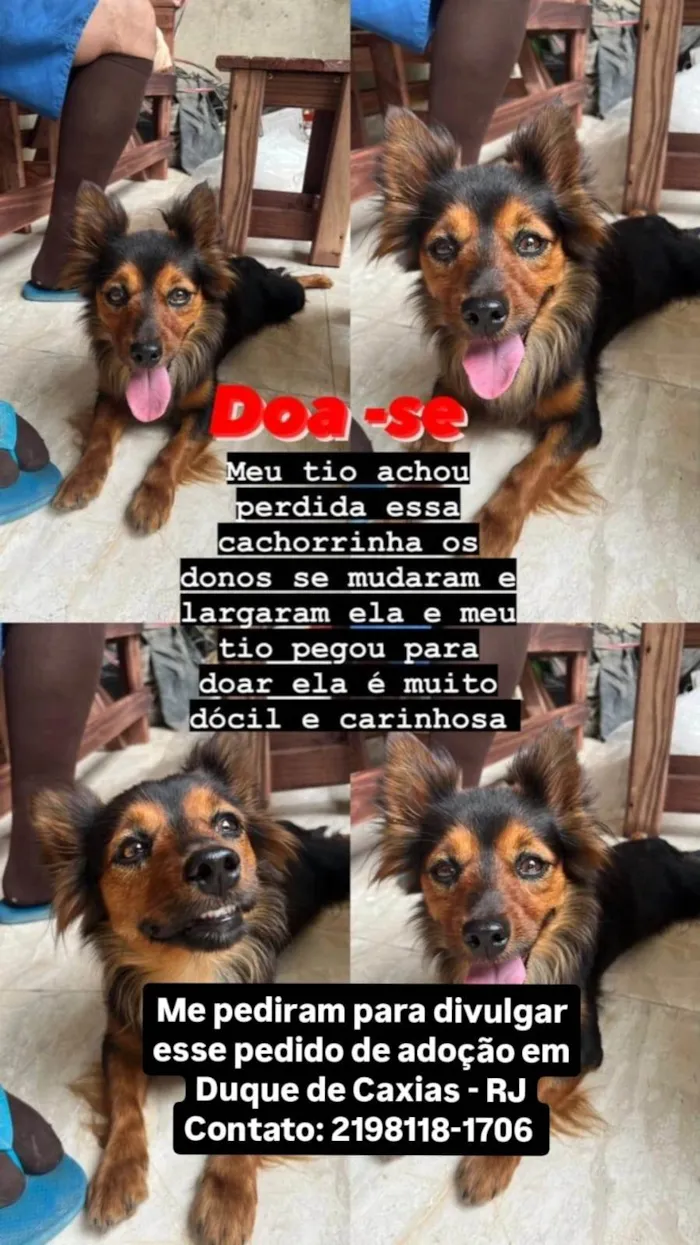 Cachorro ra a SRD-ViraLata idade 1 ano nome Lobinha