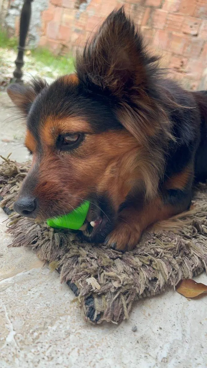 Cachorro ra a SRD-ViraLata idade 1 ano nome Lobinha