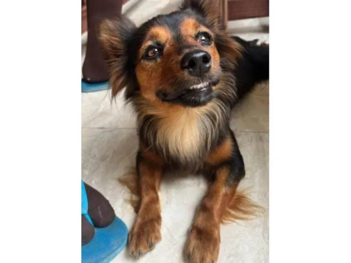 Cachorro ra a SRD-ViraLata idade 1 ano nome Lobinha