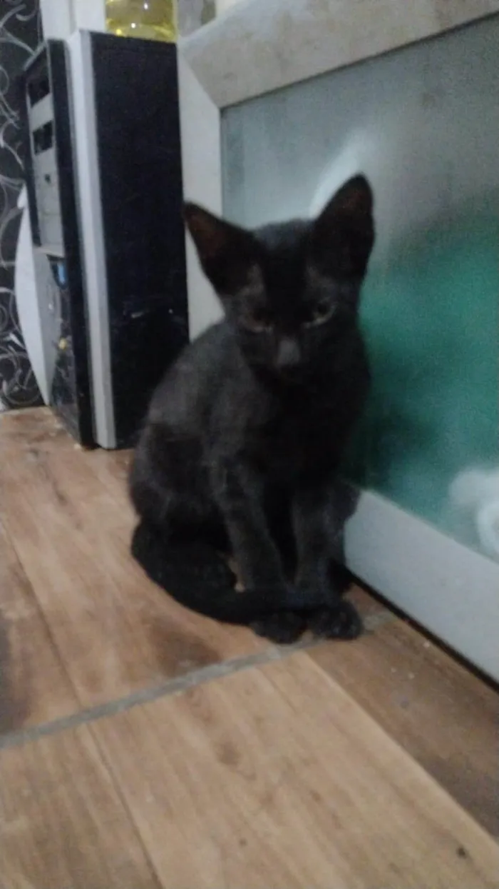 Gato ra a SRD-ViraLata idade 2 a 6 meses nome Mimi