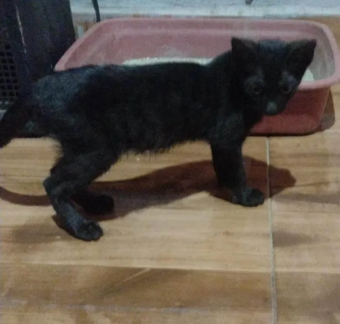 Gato ra a SRD-ViraLata idade 2 a 6 meses nome Mimi