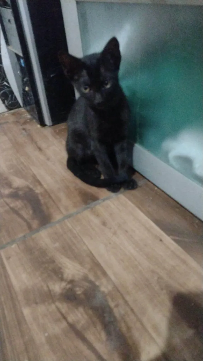 Gato ra a SRD-ViraLata idade 2 a 6 meses nome Mimi