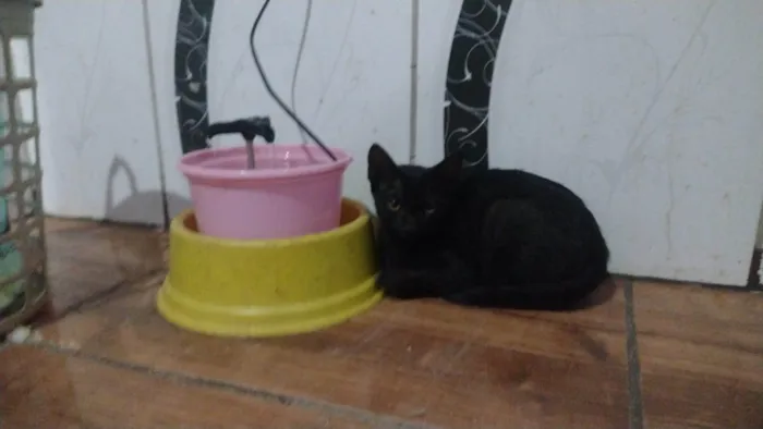 Gato ra a SRD-ViraLata idade 2 a 6 meses nome Mimi