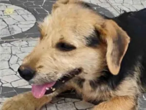 Cachorro raça SRD-ViraLata idade 2 a 6 meses nome Fred 