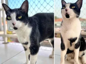 Gato raça SRD-ViraLata idade 2 anos nome Peter