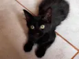 Amora