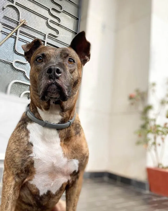 Cachorro ra a Pit-Bull idade 5 anos nome Panqueca