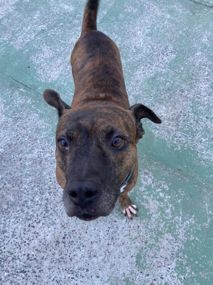 Cachorro ra a Pit-Bull idade 5 anos nome Panqueca