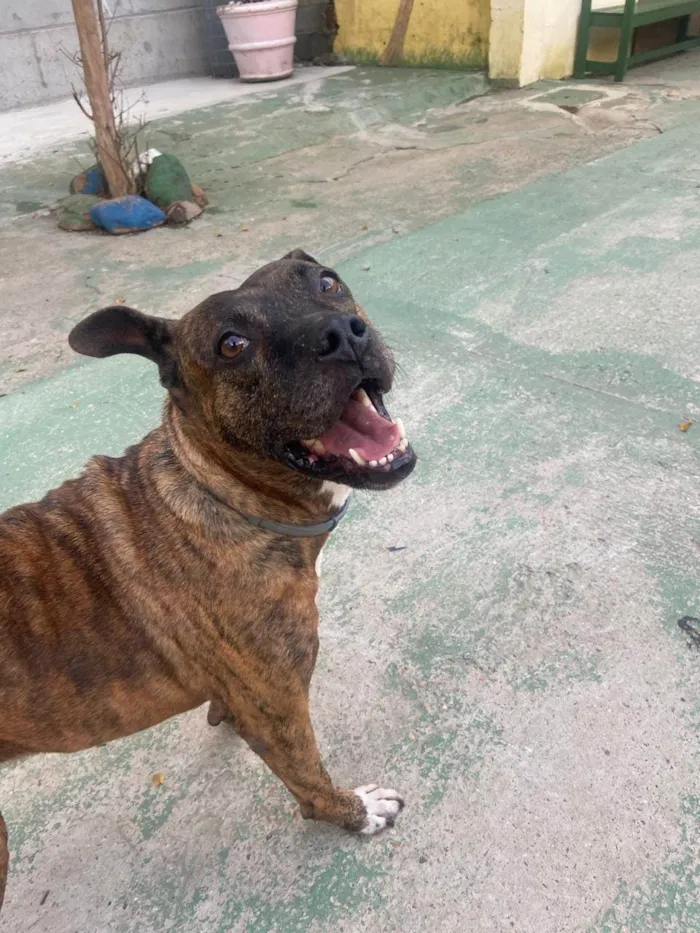 Cachorro ra a Pit-Bull idade 5 anos nome Panqueca