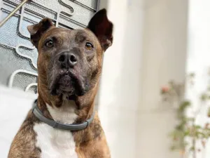 Cachorro raça Pit-Bull idade 5 anos nome Panqueca