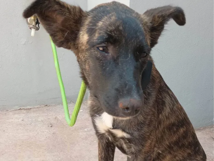 Cachorro ra a SRD-ViraLata idade 1 ano nome Sol