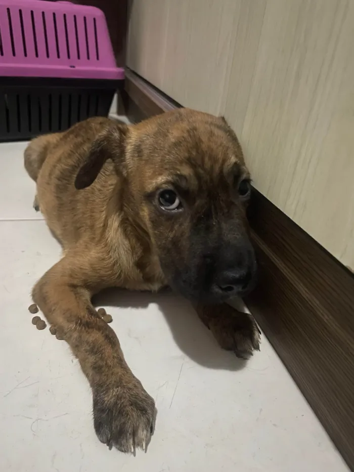 Cachorro ra a SRD-ViraLata idade 2 a 6 meses nome sem nome 