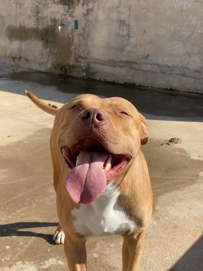 Cachorro ra a Pit-Bull idade 2 anos nome OZZY