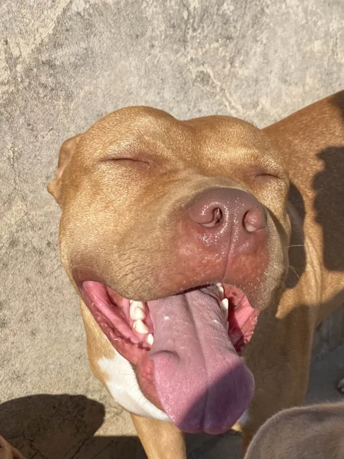 Cachorro ra a Pit-Bull idade 2 anos nome OZZY