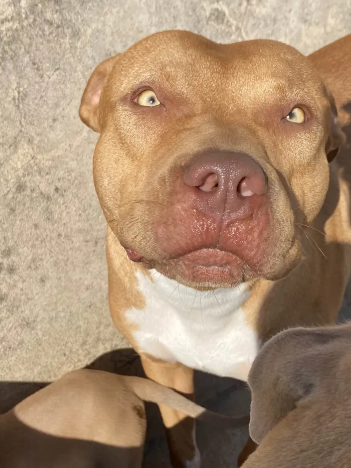 Cachorro ra a Pit-Bull idade 2 anos nome OZZY