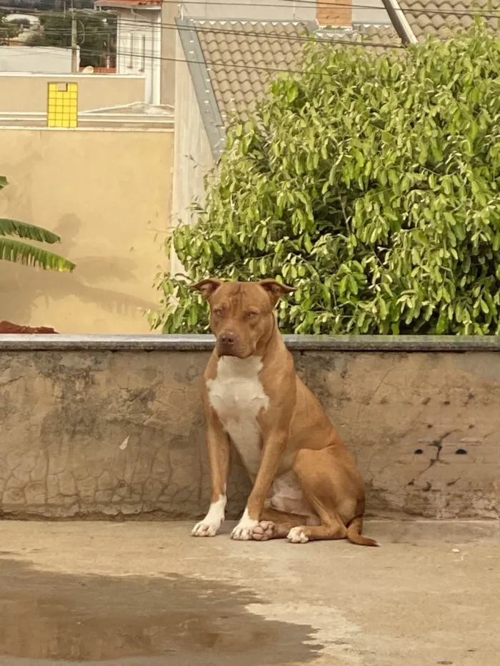 Cachorro ra a Pit-Bull idade 2 anos nome OZZY