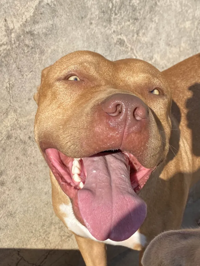 Cachorro ra a Pit-Bull idade 2 anos nome OZZY