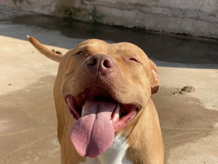 Cachorro ra a Pit-Bull idade 2 anos nome OZZY