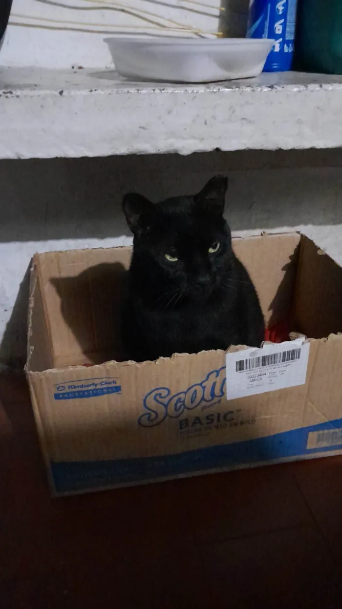 Gato ra a SRD-ViraLata idade 4 anos nome Faísca e Sedosa 