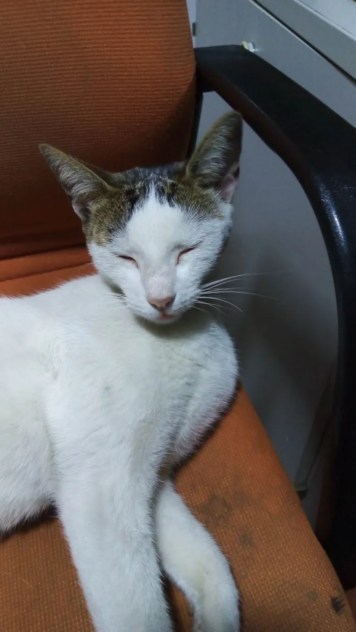 Gato ra a SRD-ViraLata idade 4 anos nome Faísca e Sedosa 