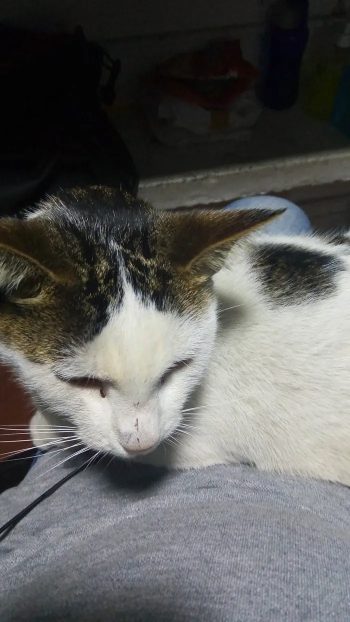 Gato ra a SRD-ViraLata idade 4 anos nome Faísca e Sedosa 