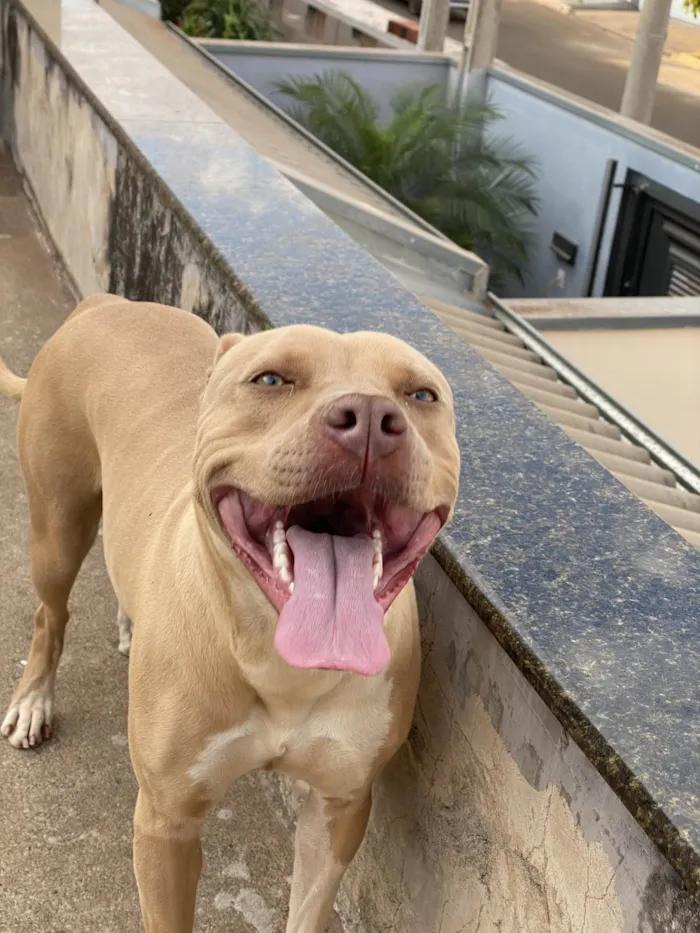 Cachorro ra a Pit-Bull idade 3 anos nome Pandora