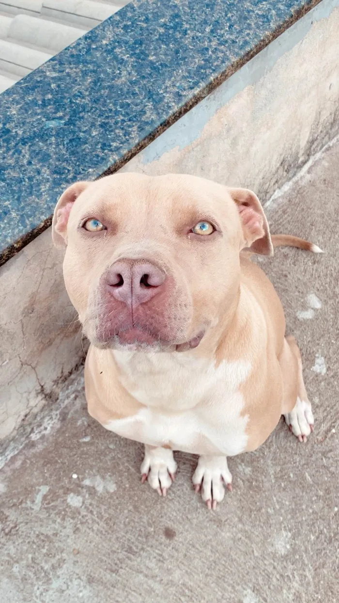 Cachorro ra a Pit-Bull idade 3 anos nome Pandora