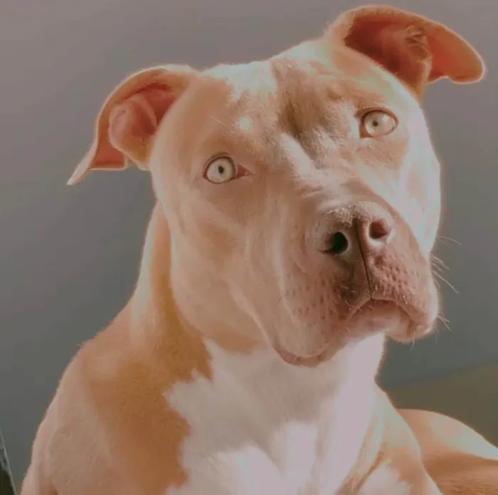 Cachorro ra a Pit-Bull idade 3 anos nome Pandora