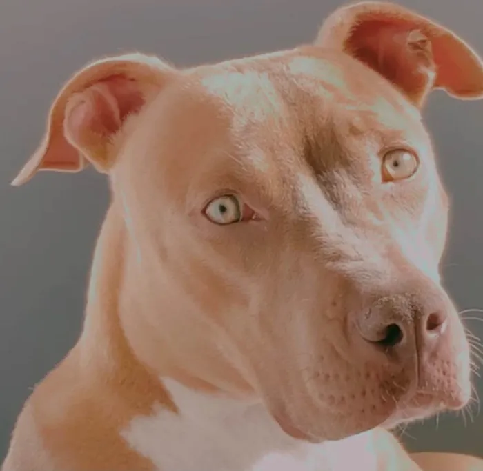 Cachorro ra a Pit-Bull idade 3 anos nome Pandora