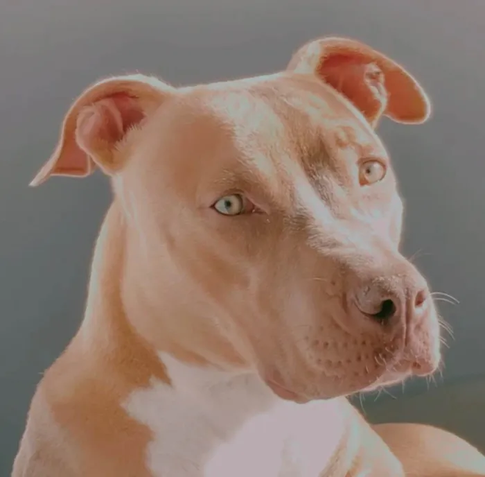 Cachorro ra a Pit-Bull idade 3 anos nome Pandora