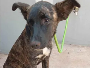 Cachorro raça SRD-ViraLata idade 1 ano nome Sol