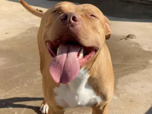 Cachorro raça Pit-Bull idade 2 anos nome OZZY