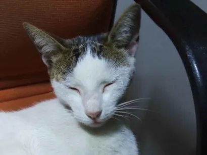 Gato raça SRD-ViraLata idade 4 anos nome Faísca e Sedosa 