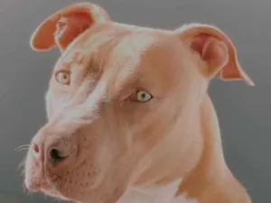 Cachorro raça Pit-Bull idade 3 anos nome Pandora