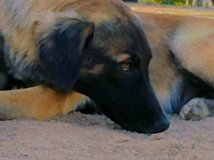 Cachorro ra a SRD-ViraLata idade 7 a 11 meses nome Amora 