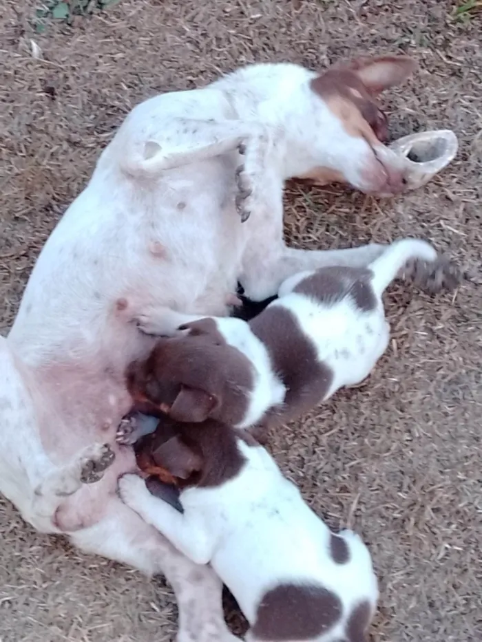 Cachorro ra a Fox Terrier idade 2 a 6 meses nome Filhotes 