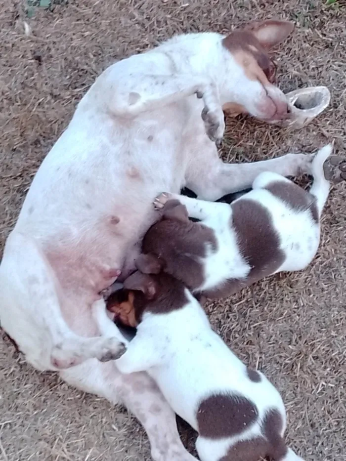 Cachorro ra a Fox Terrier idade 2 a 6 meses nome Filhotes 