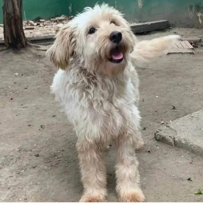 Cachorro ra a SRD-ViraLata idade 2 anos nome Meg