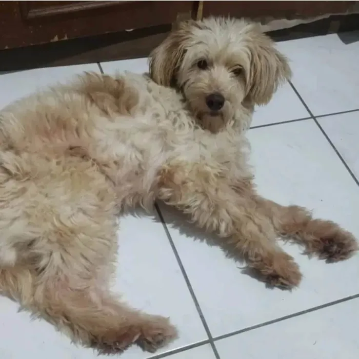 Cachorro ra a SRD-ViraLata idade 2 anos nome Meg