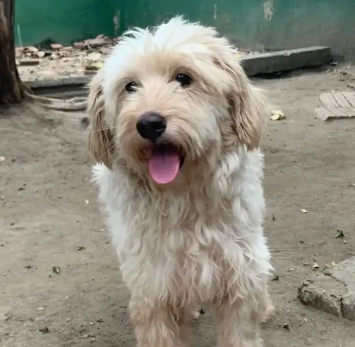 Cachorro ra a SRD-ViraLata idade 2 anos nome Meg