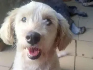 Cachorro raça SRD-ViraLata idade 2 anos nome Meg