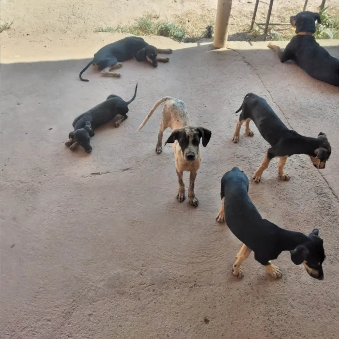 Cachorro ra a SRD-ViraLata idade 2 a 6 meses nome Daniel Mota