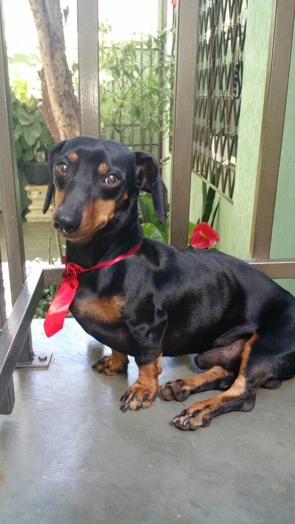 Cachorro ra a Basset-Cofap idade 5 anos nome Nestor 