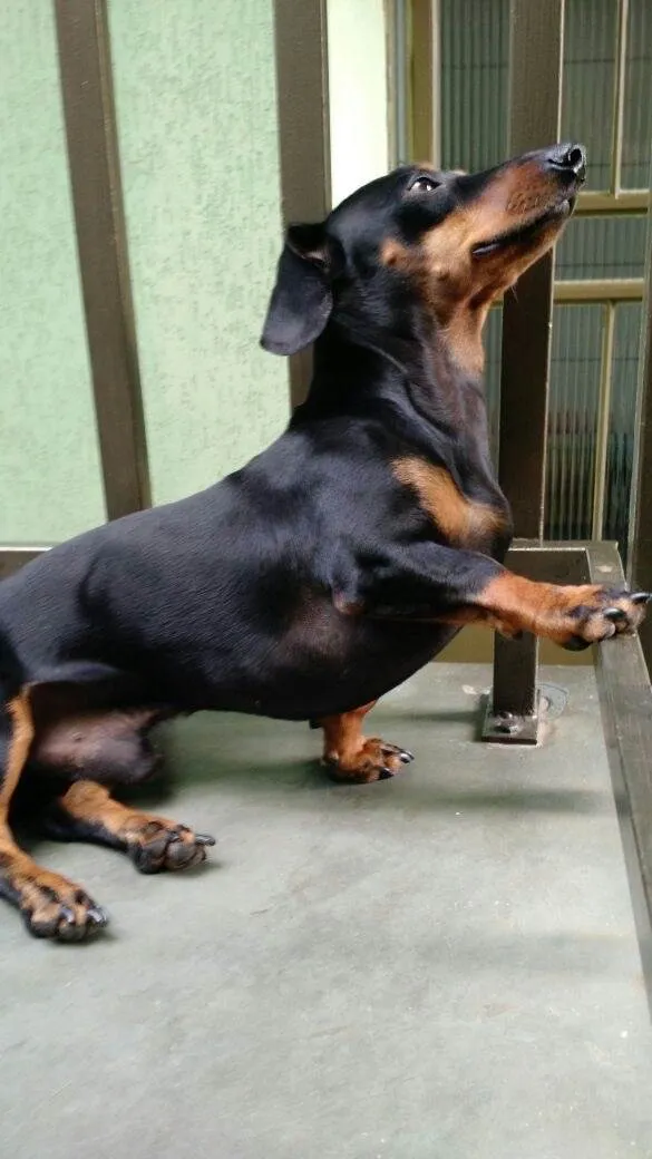 Cachorro ra a Basset-Cofap idade 5 anos nome Nestor 