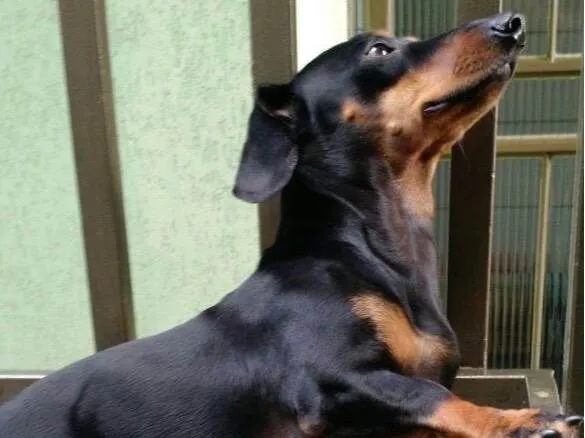 Cachorro ra a Basset-Cofap idade 5 anos nome Nestor 