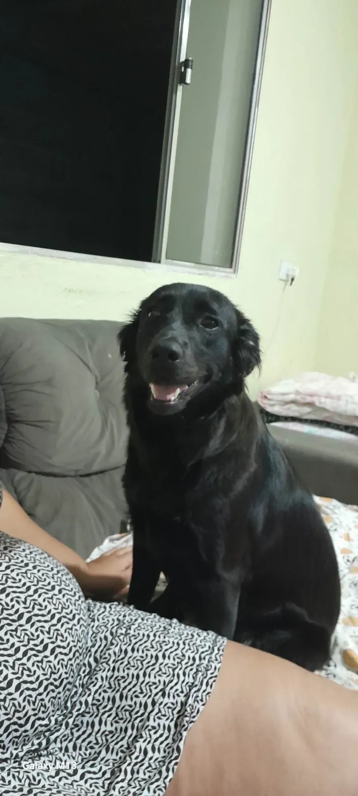 Cachorro ra a SRD-ViraLata idade 1 ano nome Amora 