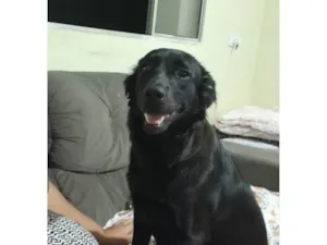 Cachorro raça SRD-ViraLata idade 1 ano nome Amora 