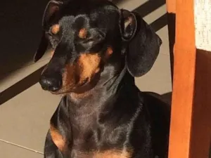 Cachorro raça Basset-Cofap idade 5 anos nome Nestor 