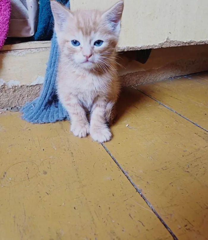 Gato ra a SRD-ViraLata idade Abaixo de 2 meses nome Bebê laranja adocao